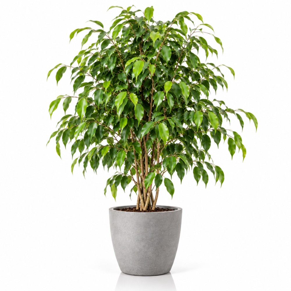Benjamin (Ficus)