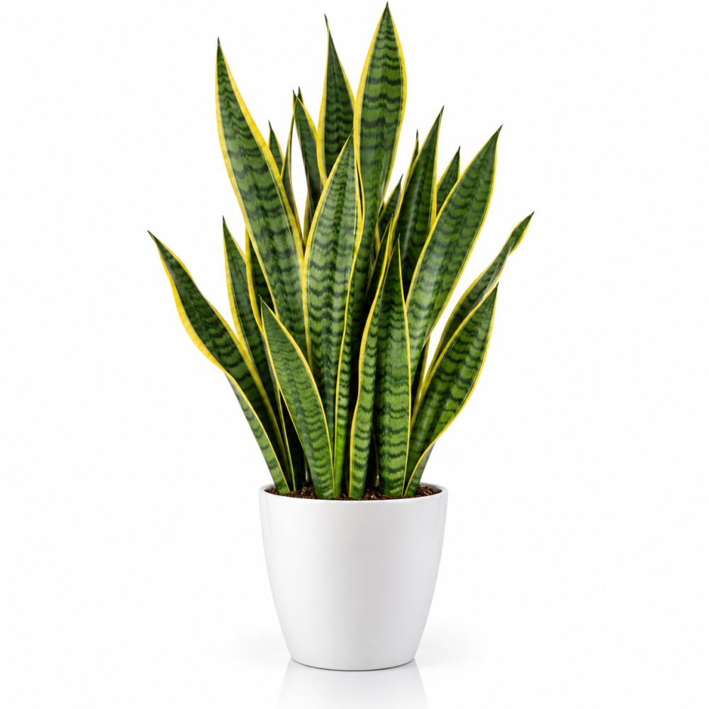 Paşa Kılıcı (Sansevieria)